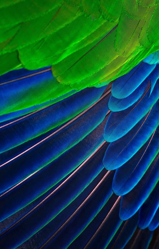 green and blue feather close-up photography